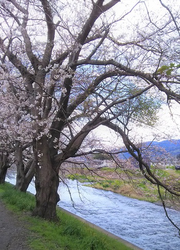 龍巌淵の桜［2019年(平成31年)4月1日］