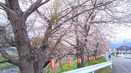 龍巌淵の桜［2019年(平成31年)4月1日］