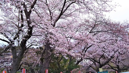 龍巌淵の桜［2019年(平成31年)4月1日］