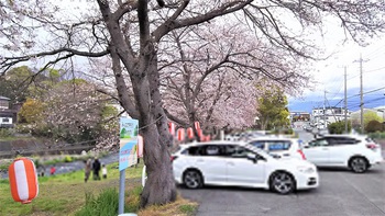 龍巌淵の桜［2019年(平成31年)4月1日］