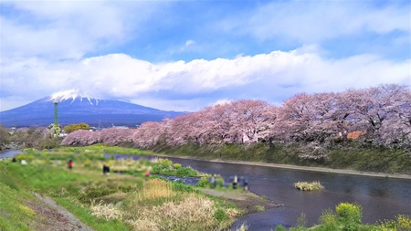 龍巌淵の桜[2019年(平成31年)4月2日]