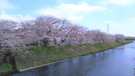 龍巌淵の桜[2019年(平成31年)4月2日]