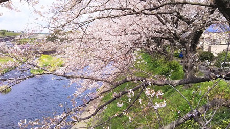 龍巌淵の桜[2019年(平成31年)4月2日]