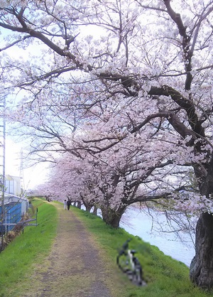 龍巌淵の桜[2019年(平成31年)4月2日]