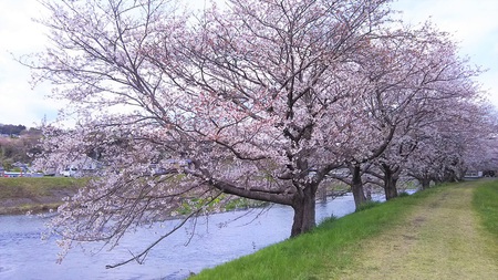 龍巌淵の桜[2019年(平成31年)4月2日]