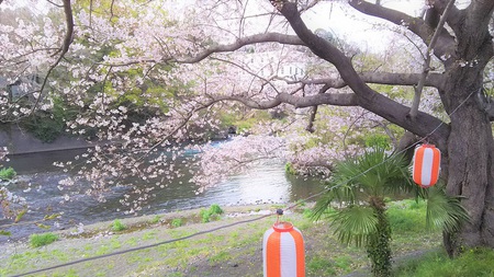 龍巌淵の桜[2019年(平成31年)4月2日]