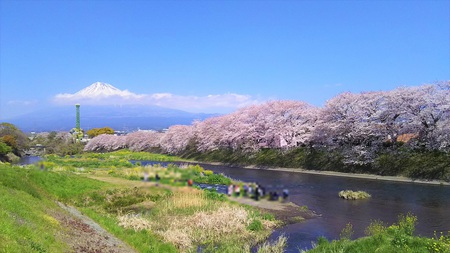 龍巌淵の桜[2019年(平成31年)4月4日]