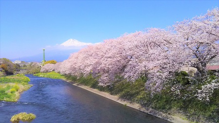 龍巌淵の桜[2019年(平成31年)4月4日]