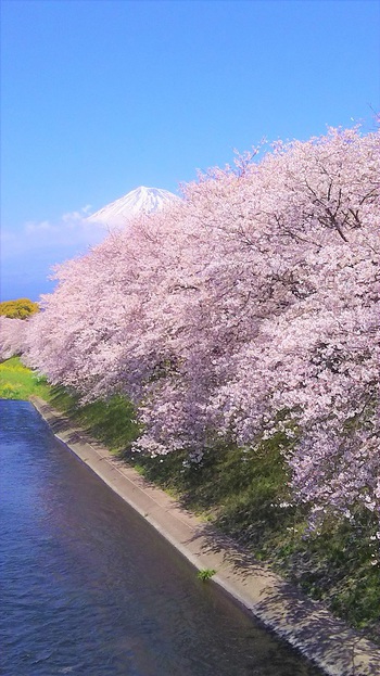 龍巌淵の桜[2019年(平成31年)4月4日]