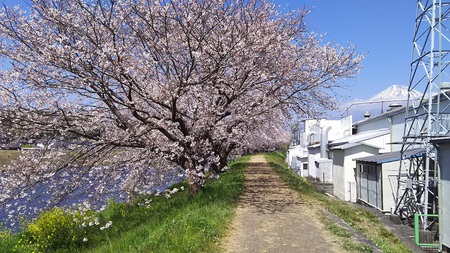 龍巌淵の桜[2019年(平成31年)4月4日]