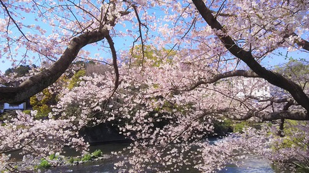 龍巌淵の桜[2019年(平成31年)4月4日]