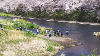 龍巌淵の桜[2019年(平成31年)4月4日]
