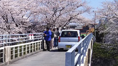 龍巌淵の桜[2019年(平成31年)4月4日]