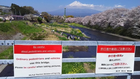 龍巌淵の桜[2019年(平成31年)4月4日]