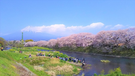 龍巌淵の桜[2019年(平成31年)4月6日]