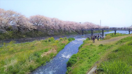 龍巌淵の桜[2019年(平成31年)4月6日]