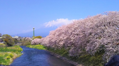 龍巌淵の桜[2019年(平成31年)4月6日]