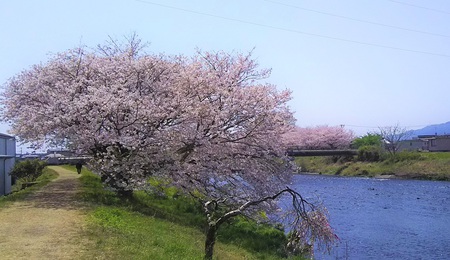 龍巌淵の桜[2019年(平成31年)4月6日]