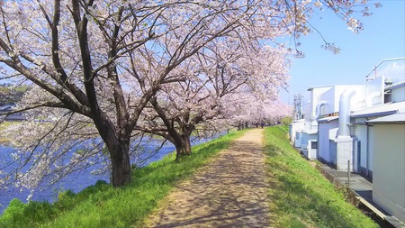 龍巌淵の桜[2019年(平成31年)4月6日]