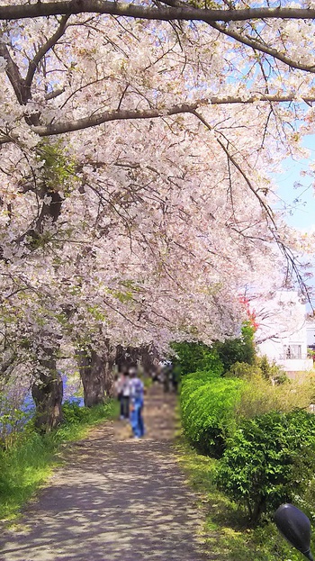 龍巌淵の桜[2019年(平成31年)4月6日]