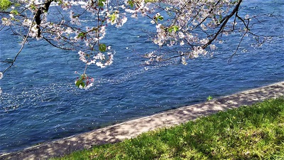 龍巌淵の桜[2019年(平成31年)4月6日]