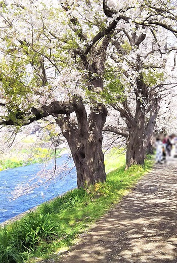 龍巌淵の桜[2019年(平成31年)4月6日]