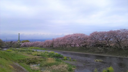 龍巌淵の桜[2019年(平成31年)4月8日]