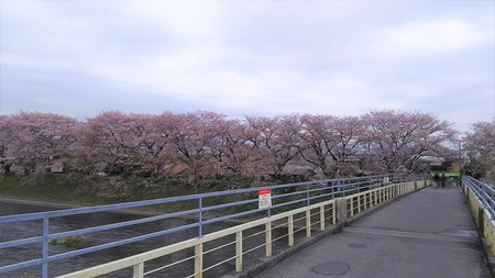 龍巌淵の桜[2019年(平成31年)4月8日]