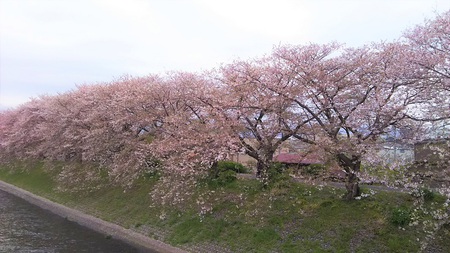 龍巌淵の桜[2019年(平成31年)4月8日]