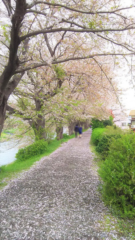 龍巌淵の桜[2019年(平成31年)4月8日]