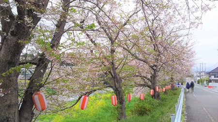 龍巌淵の桜[2019年(平成31年)4月8日]