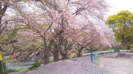 龍巌淵の桜[2019年(平成31年)4月8日]