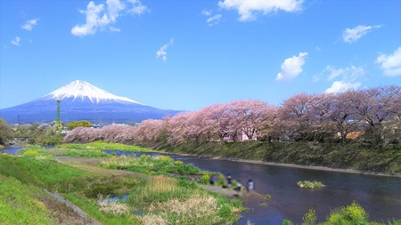 龍巌淵の桜[2019年(平成31年)4月9日]