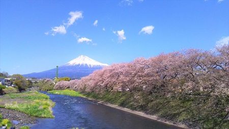 龍巌淵の桜[2019年(平成31年)4月9日]