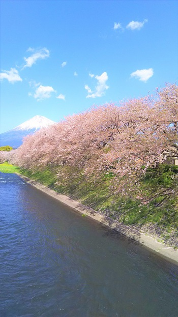 龍巌淵の桜[2019年(平成31年)4月9日]