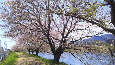 龍巌淵の桜[2019年(平成31年)4月9日]