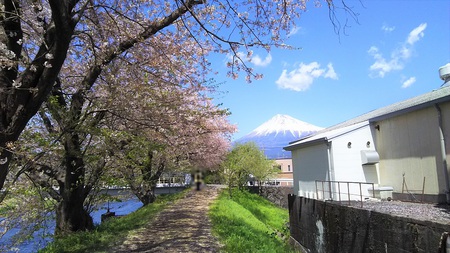 龍巌淵の桜[2019年(平成31年)4月9日]