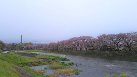 龍巌淵の桜[2019年(平成31年)4月10日]