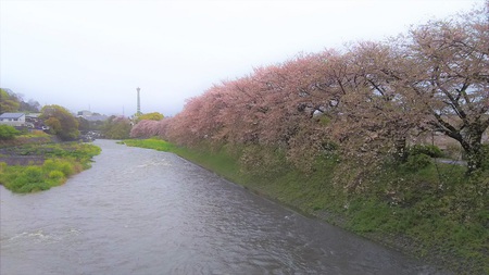 龍巌淵の桜[2019年(平成31年)4月10日]