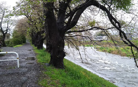 龍巌淵の桜[2019年(平成31年)4月10日]