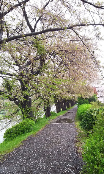 龍巌淵の桜[2019年(平成31年)4月10日]