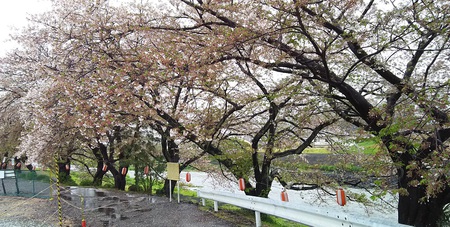 龍巌淵の桜[2019年(平成31年)4月10日]