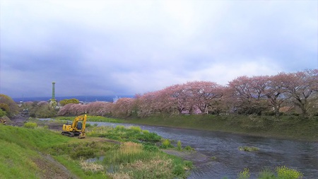 龍巌淵の桜[2019年(平成31年)4月12日　平成31年春の最終報告]