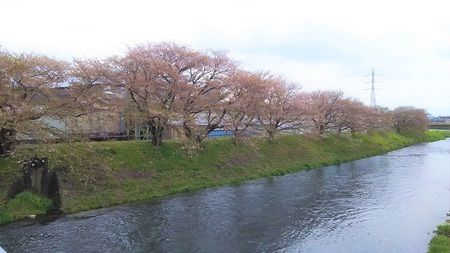 龍巌淵の桜[2019年(平成31年)4月12日　平成31年春の最終報告]