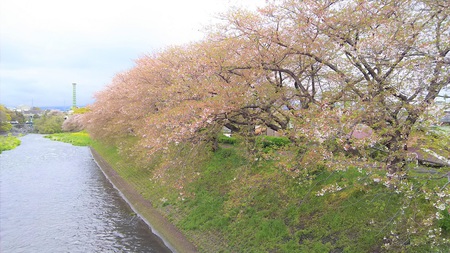 龍巌淵の桜[2019年(平成31年)4月12日　平成31年春の最終報告]
