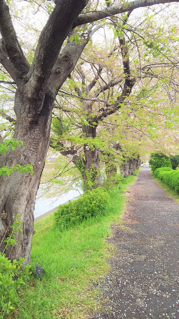 龍巌淵の桜[2019年(平成31年)4月12日　平成31年春の最終報告]
