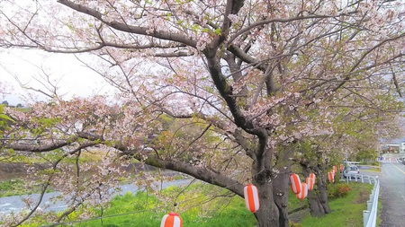 龍巌淵の桜[2019年(平成31年)4月12日　平成31年春の最終報告]