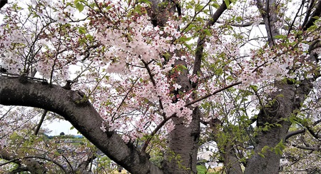 龍巌淵の桜[2019年(平成31年)4月12日　平成31年春の最終報告]