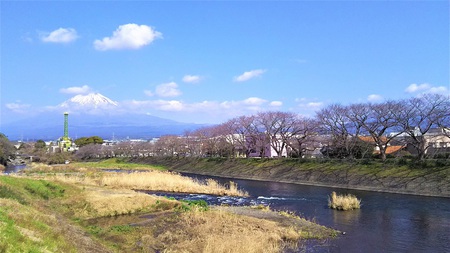 龍巌淵の桜並木［令和2年(2020年)2月下旬］