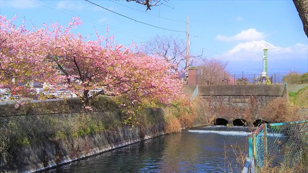 龍巌淵の桜並木［令和2年(2020年)2月下旬］